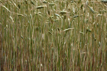The natural background is created by escapes of wheat with ears above.