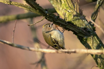 Wintergoldhähnchen an einem schönen Wintertag