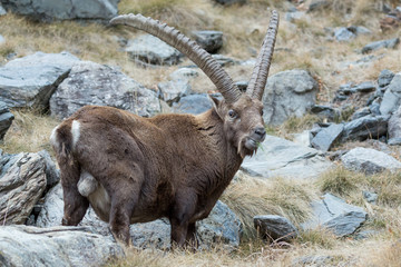 Stambecco alpino (Capra ibex)