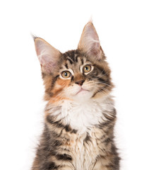 Obraz premium Maine Coon kitten