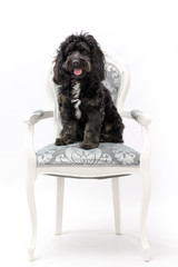 A black cockerpoo sat on vintage chair