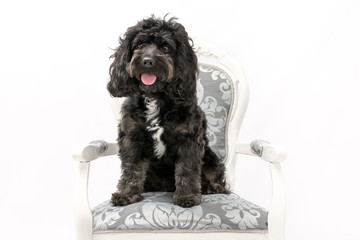 A black cockerpoo sat on vintage chair