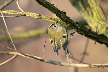 Wintergoldhähnchen an einem schönen Wintertag