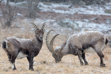 Giovani stambecchi sotto la nevicata (Capra ibex)