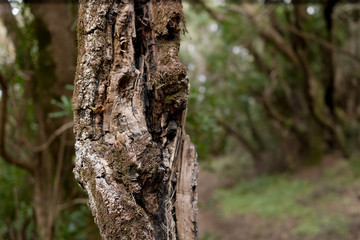 morsche Holz im Nebelwald auf La Gomera