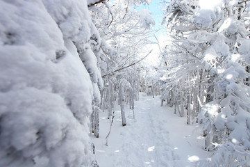 雪山（北八ヶ岳）の登山道	