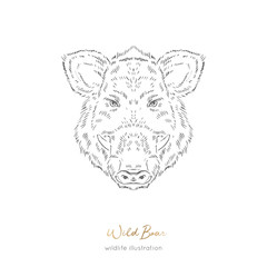 Vector portrait illustration of wild boar forest animal Hand drawn ink realistic animal sketching isolated on white. Perfect for logo branding colourig book design.