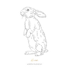 Vector illustration of hare forest animal Hand drawn ink realistic animal sketching isolated on white. Perfect for logo branding colourig book design.