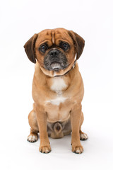 Obraz premium A beautiful pug puppy photo shoot isolated on white background