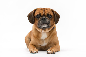 A beautiful pug puppy photo shoot isolated on white background