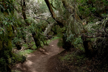 Im Nebelwald auf La Gomera