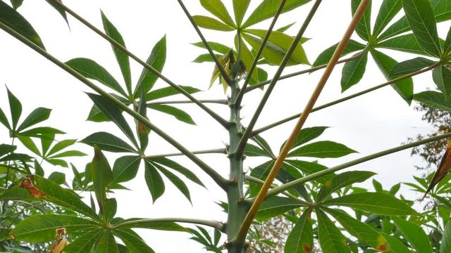 Tapioca Plants "Cassava" or "Manioc" aka "Mandioca" growing on Thailand