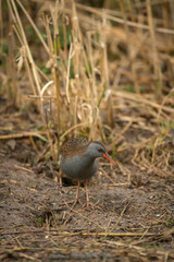 Water rail