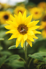 Sunflowers in the summer