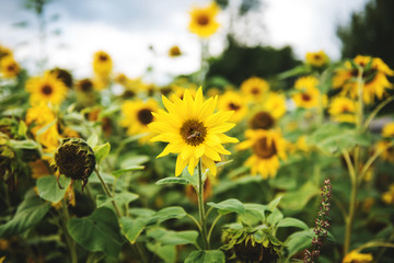 Sunflowers in the summer