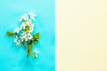 Spring flowers cherry-tree on a blue and yellow background. Minimal easter concept. Top view flat lay background.