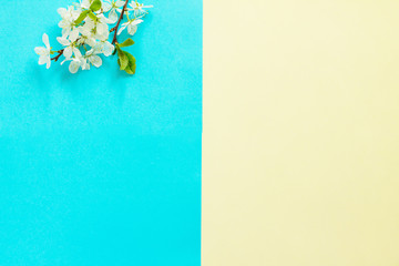 Spring flowers cherry-tree on a blue and yellow background. Minimal easter concept. Top view flat lay background.
