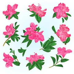 Fotobehang Pink  flowers rhododendrons and leaves  mountain shrub on a blue background  vintage vector illustration editable hand draw © zdenat5