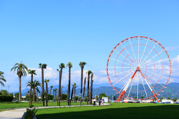 Ferris wheel and marvellous trees