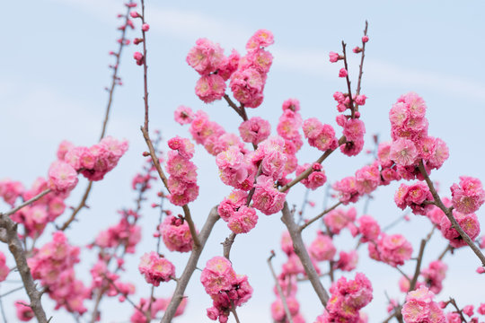 Ume Blossoms, Japanese Apricot