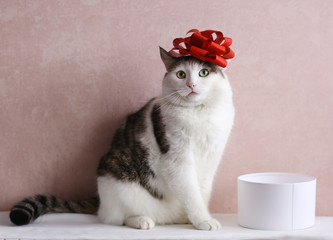 funny cat photo sleeping in gift box with red bow on head