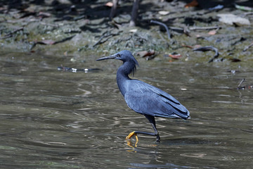 Black heron (Egretta ardesiaca)