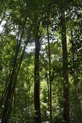 Fototapeta premium Beautiful green jungle landscape in Khao Sok National Park in Thailand, Asia