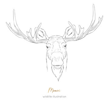 Vector symmetrical portrait illustration of moose forest animal Hand drawn ink realistic animal sketching isolated on white. Perfect for logo branding colourig book design.