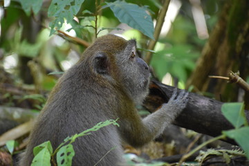 A little Monkey on the path at the beautiful green jungle landscape in Khao Sok National Park in Thailand, Asia