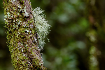 Wandern auf La Gomera