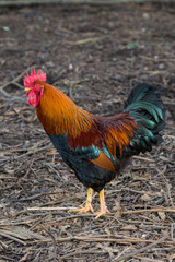 rooster