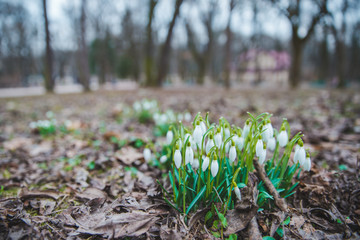 snowdrops close up in city park