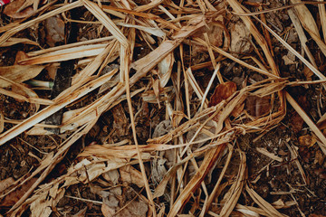 dried leaves on ground