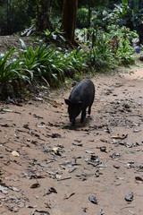 Black wild boar on the path in Khao Sok National Park in Thailand, Asia