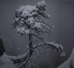 Ein Baum mit Schnee bedeckt in Nebel an der Bastei Brücke in Nationalpark der sächsische schweiz...