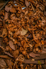 dried leaves on ground