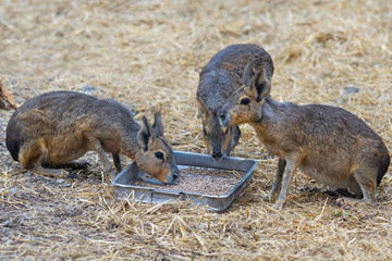 Patagonian Cavy Mara Dolichotis patagonum sitting on the ground and eating