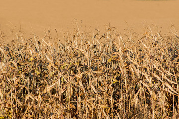 End of season field corn ready for harvest.