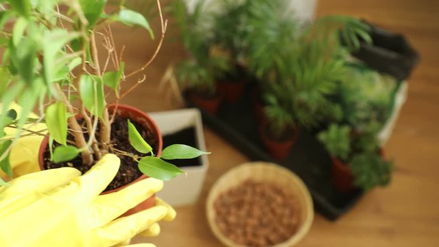  Processing a green plant before transplanting into a new pot, women's hands in yellow gloves