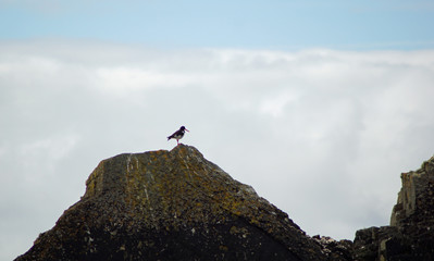 birds on the coast of Myross Island