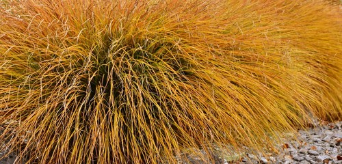 Close up of autumn colored grass