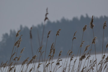 wspaniałe trawy i trzciny nad brzegiem zimowego jeziora