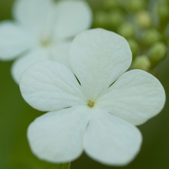Fototapeta na wymiar beautiful tender white flowers of viburnum