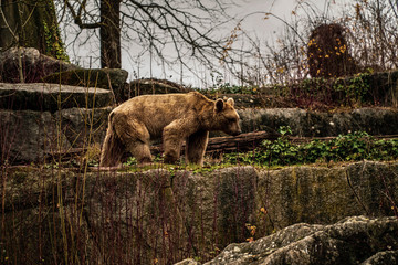 Brown Bear photographed while chasing in the side profile