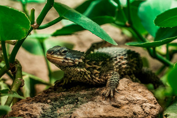 a lizard on a stone under leaves