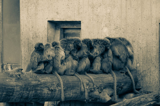 Monkeys sitting on a trunk in a row