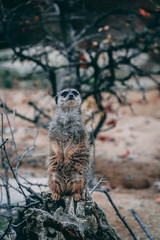 standing meerkat on a trunk