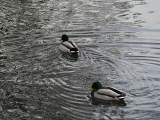 Ducks 