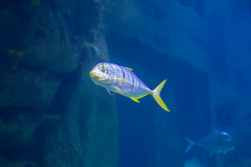 Fototapeta na wymiar Striped tropical fish on a background of blue water.