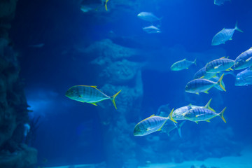 Fototapeta na wymiar A flock of tropical sea fish in blue water